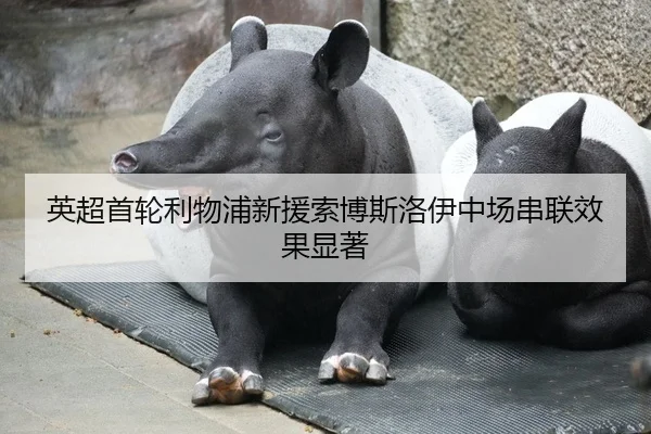 英超首轮利物浦新援索博斯洛伊中场串联效果显著